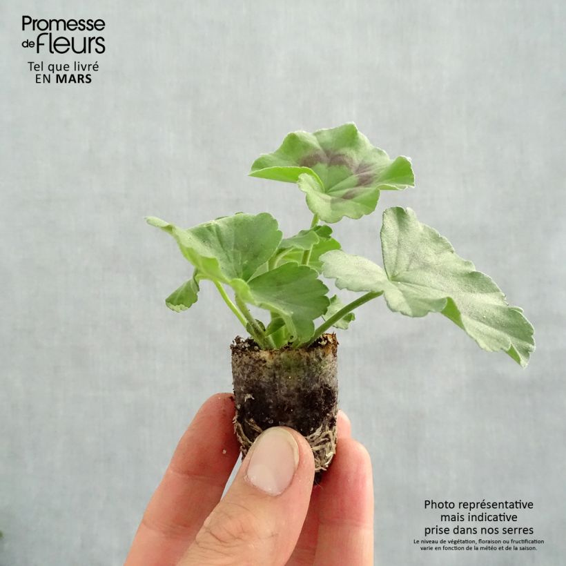 Spécimen de Géranium Galaxy White - Pelargonium zonale interspécifique tel que livré au printemps