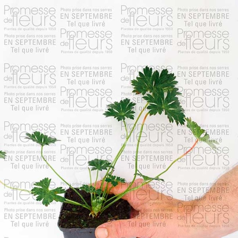 Spécimen de Géranium vivace Rozanne Godet de 8/9 cm tel que livré en automne