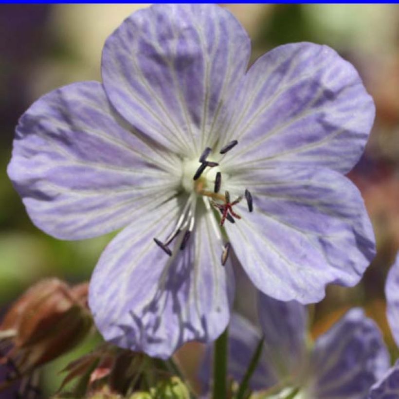 Géranium vivace pratense Mrs Kendall Clark - Géranium des prés (Floraison)