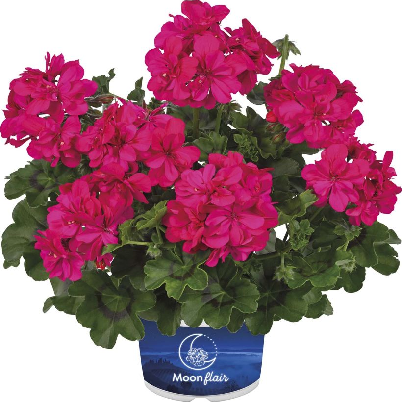 Géranium lierre à feuillage sombre Moonflair Dark Pink (Floraison)