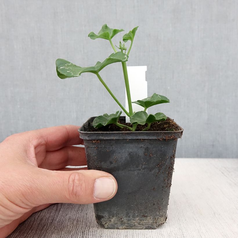 Spécimen de Géranium-lierre Blanche Roche - godet de 8/9cm tel que livré au printemps