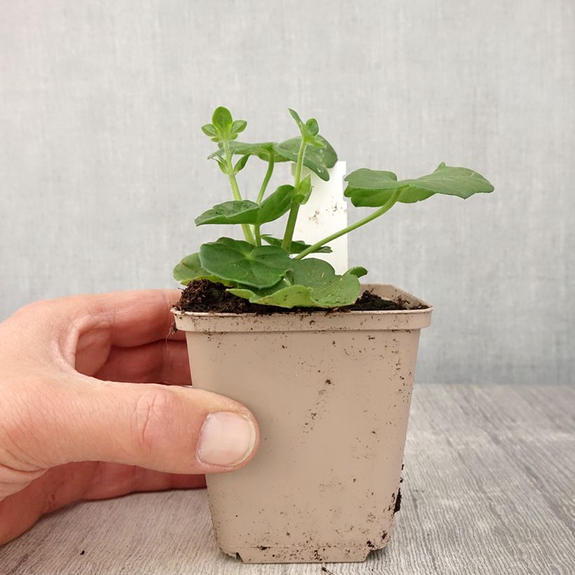 Spécimen de Géranium-lierre double Amelit - godet de 8/9cm tel que livré au printemps
