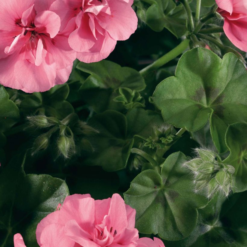 Géranium lierre double BIG 5 Light Pink - Pelargonium peltatum (Feuillage)