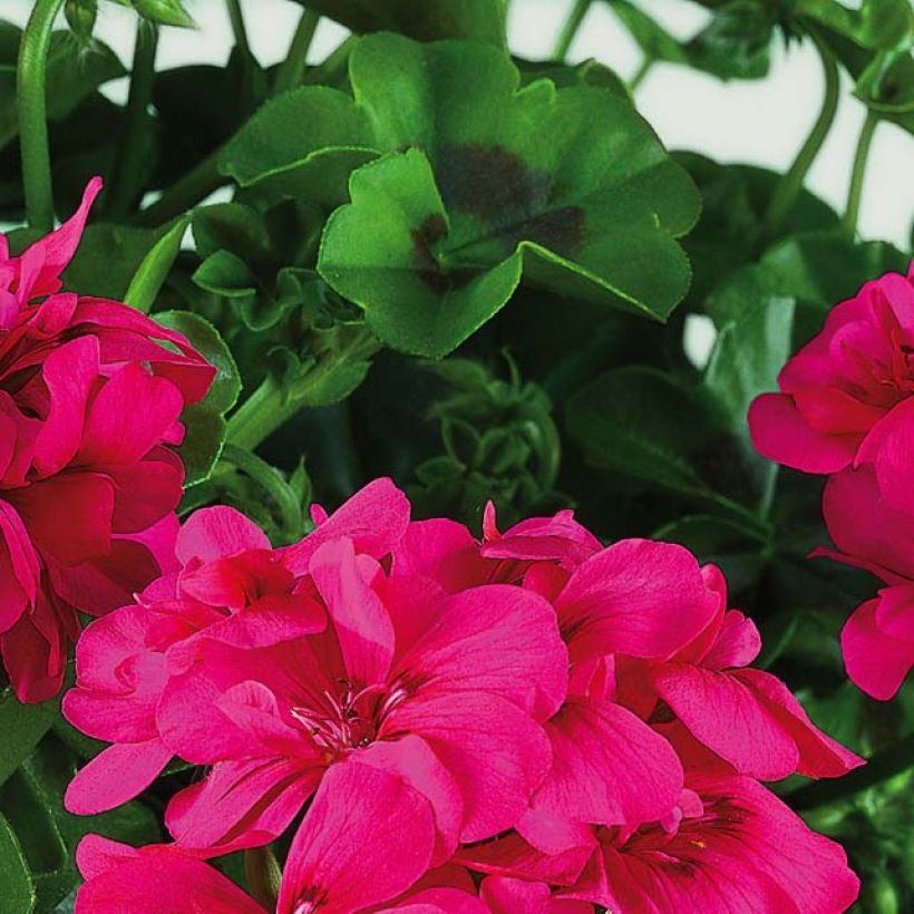 Géranium lierre double BIG 5 Neon Pink - Pelargonium peltatum  (Feuillage)