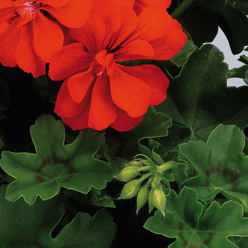 Géranium lierre double BIG 5 Red - Pelargonium peltatum (Feuillage)