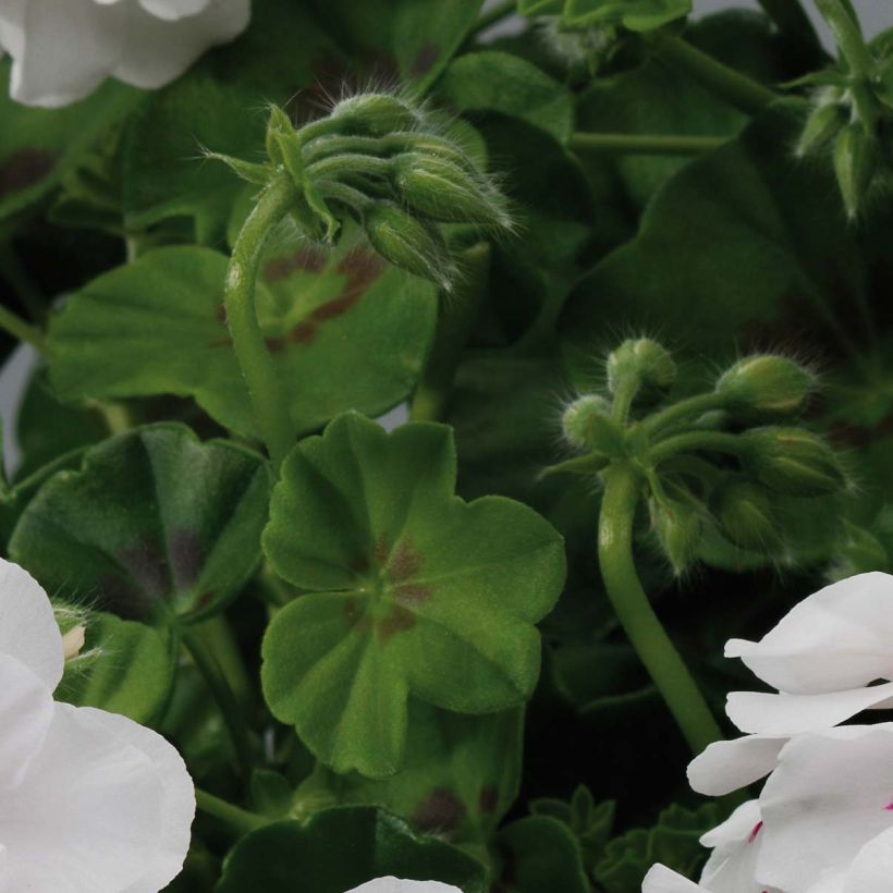 Géranium lierre double BIG 5 White - Pelargonium peltatum (Feuillage)