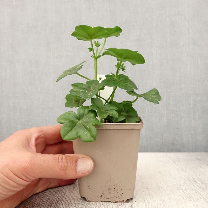 Spécimen de Géranium lierre Rainbow Amethyst - Pelargonium peltatum  - godet de 8/9cm tel que livré au printemps