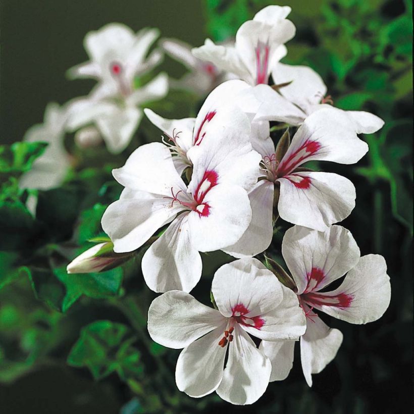 Géranium lierre Rainbow White - Pelargonium peltatum (Floraison)
