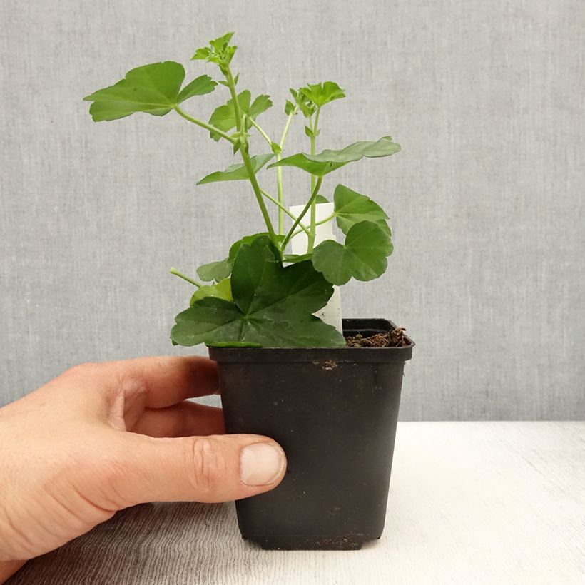 Spécimen de Géranium-lierre Roi des Balcons Desrumeaux godet de 8/9cm tel que livré au printemps