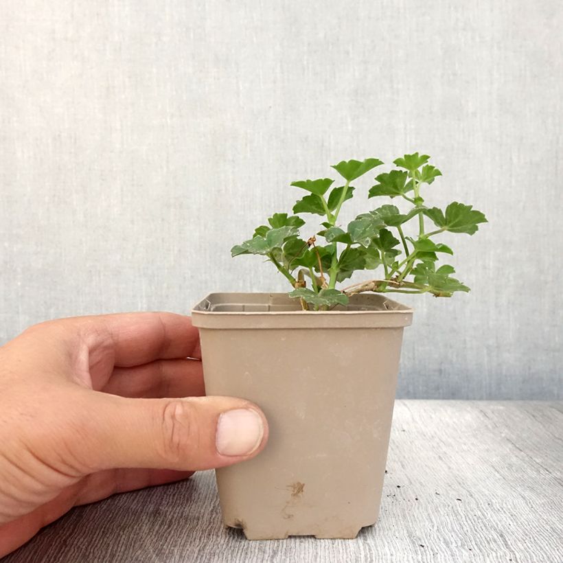 Spécimen de Géranium-lierre Roi des Balcons rose lilas Godet de 8/9 cm tel que livré en été