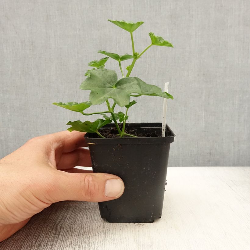 Spécimen de Géranium-lierre Roi des Balcons rouge Imperial godet de 8/9cm tel que livré au printemps