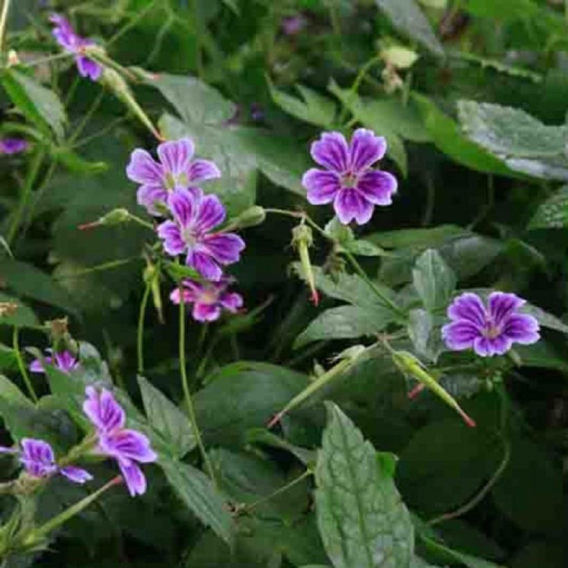 Géranium vivace nodosum Clos du Coudray (Floraison)