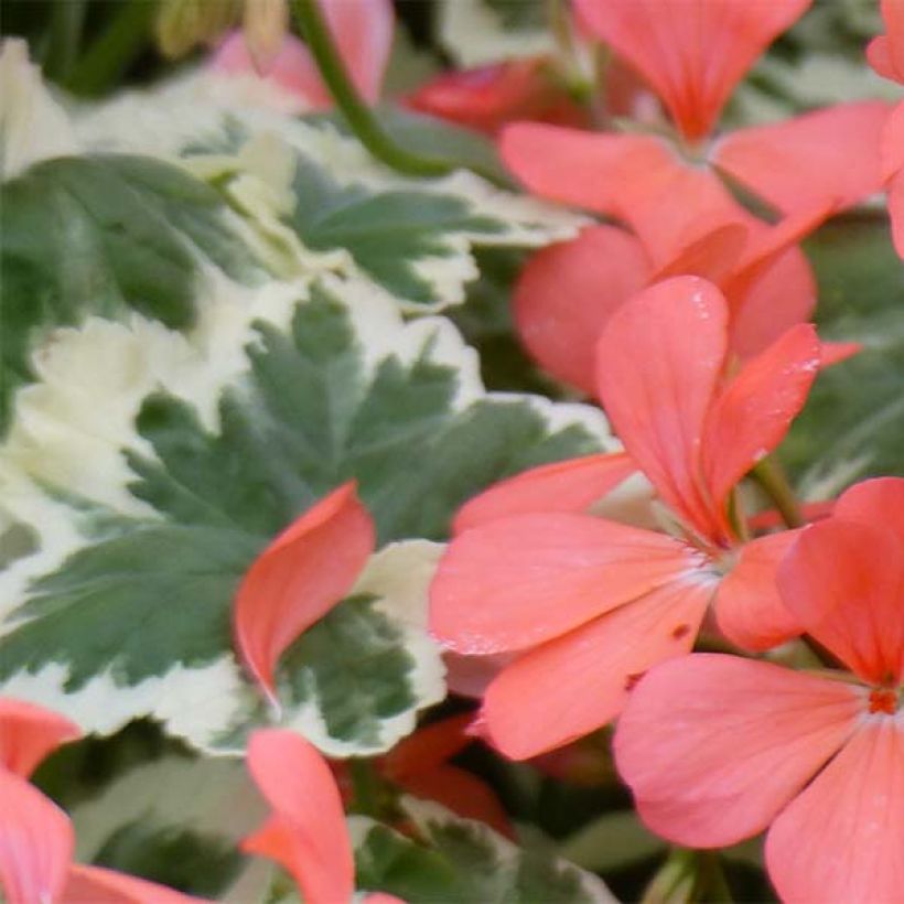 Géranium zonale Franck Headley - Pelargonium fantaisie (Feuillage)