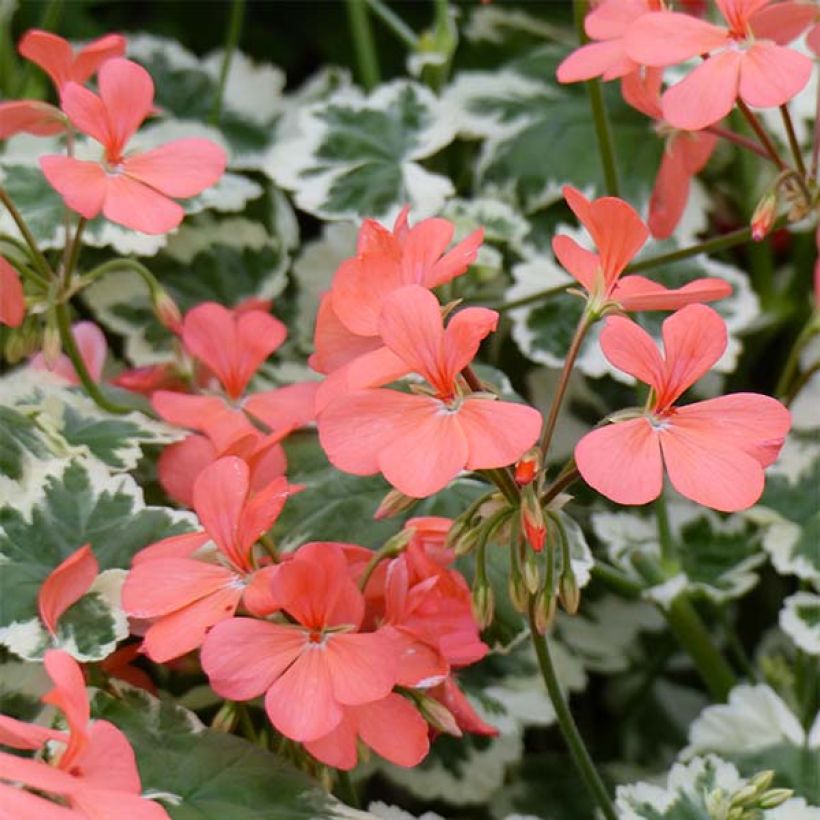 Géranium zonale Franck Headley - Pelargonium fantaisie (Floraison)