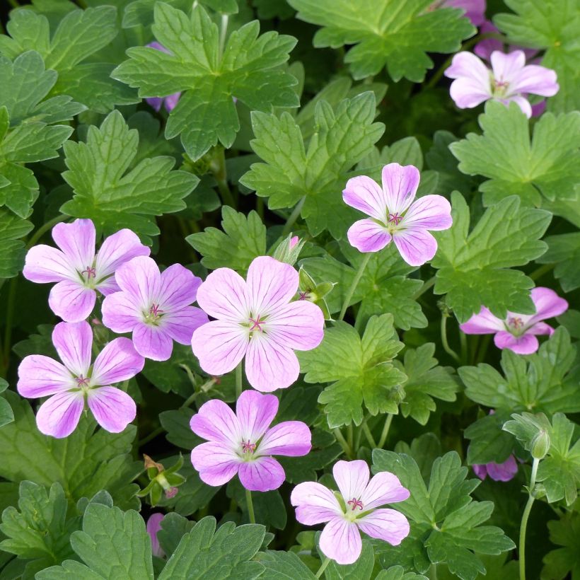 Géranium vivace riversleaianum Mavis Simpson (Floraison)