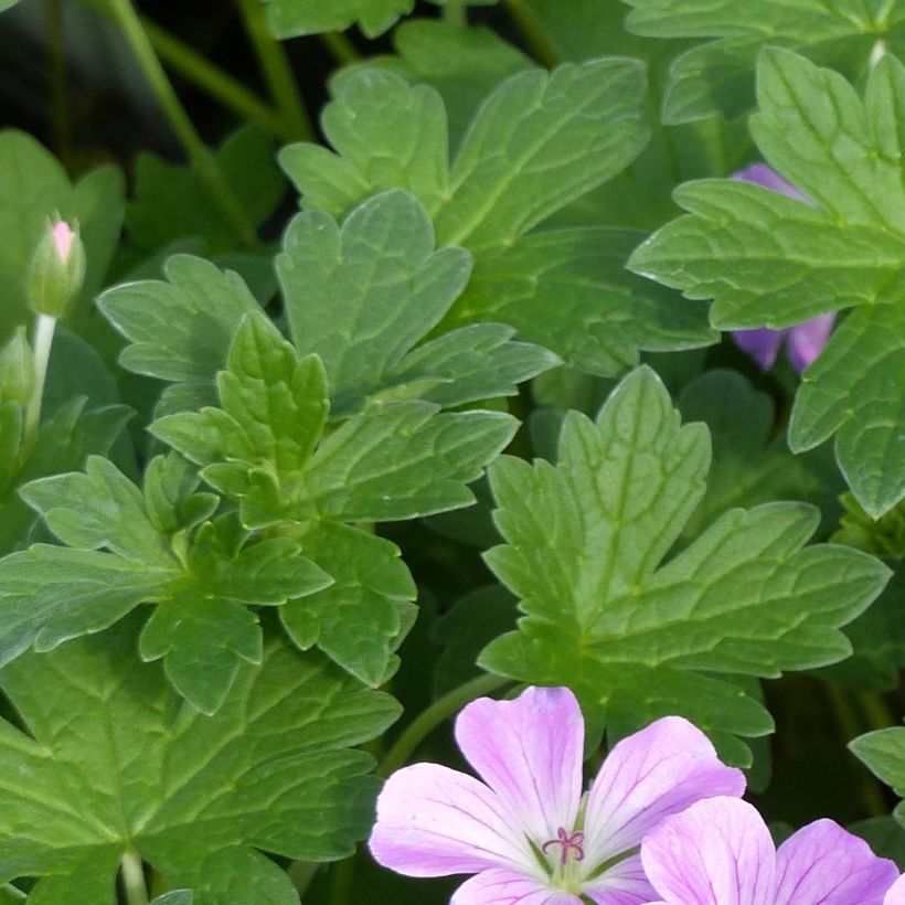 Géranium vivace riversleaianum Mavis Simpson (Feuillage)