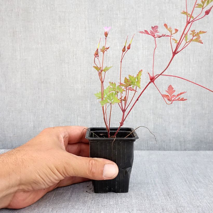 Spécimen de Geranium robertianum - Géranium Herbe à Robert Godet de 8/9 cm tel que livré en été