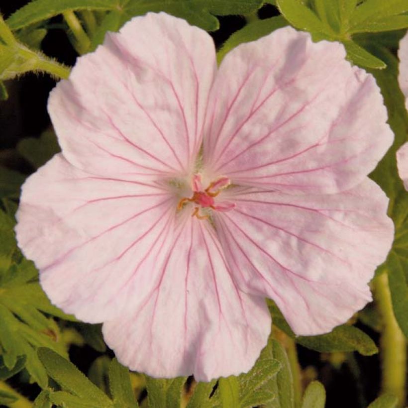 Géranium vivace sanguineum striatum (Floraison)