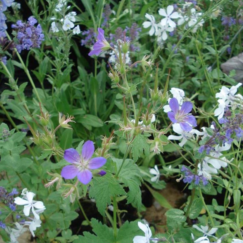 Géranium vivace sylvaticum May Flower (Port)