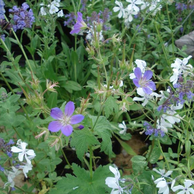 Geranium vivace sylvaticum Ice Blue (Port)