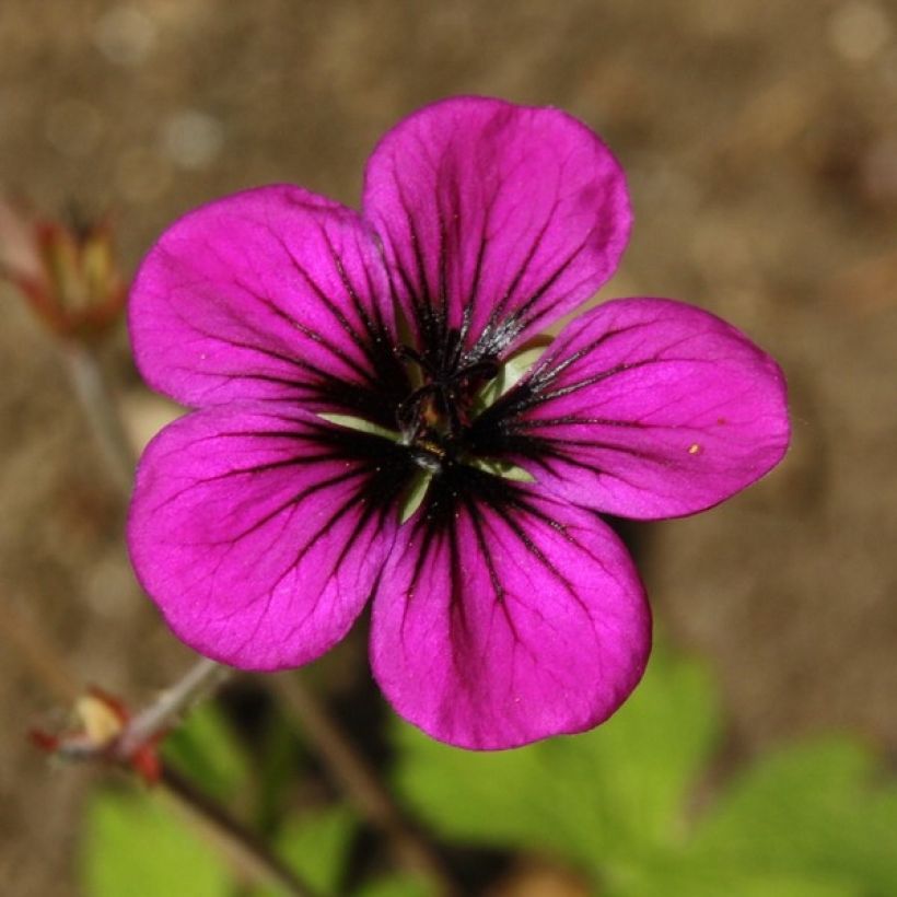 Géranium vivace Ann Folkard (Floraison)