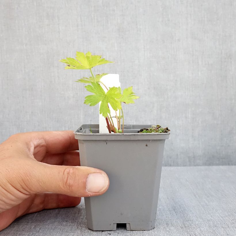 Spécimen de Géranium vivace Ann Folkard Godet de 8/9 cm tel que livré en été