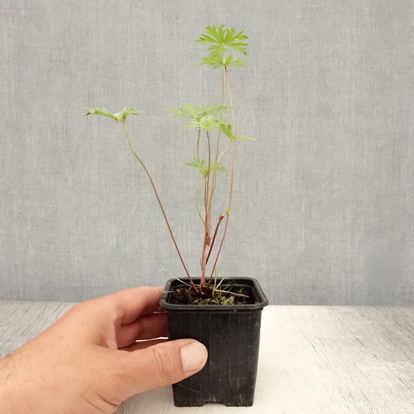 Spécimen de Geranium vivace Blue Cloud Godet de 8/9 cm tel que livré en été