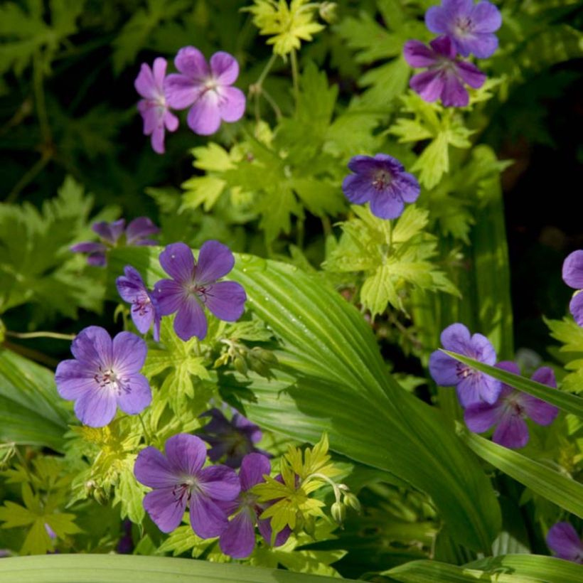 Géranium vivace Blue Sunrise (Floraison)