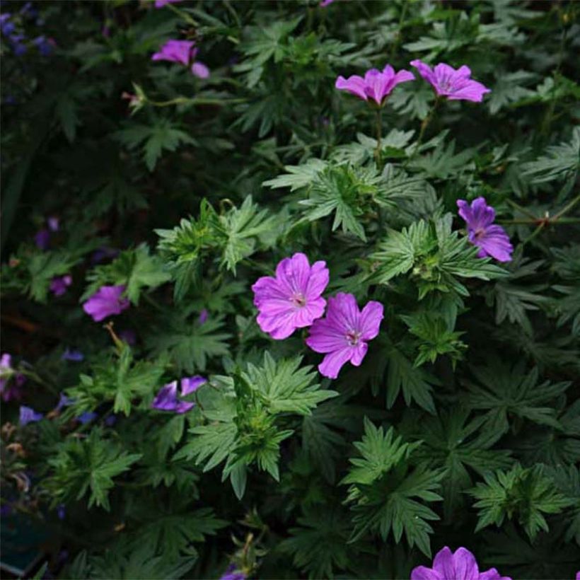 Géranium vivace Blushing Turtle (Floraison)