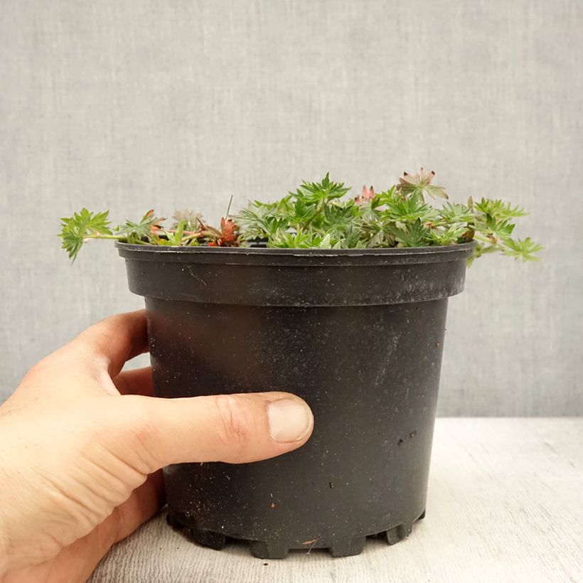 Spécimen de Géranium vivace Blushing Turtle en pot de 2L/3L tel que livré au printemps
