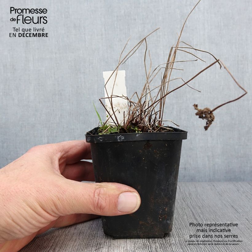 Spécimen de Géranium vivace Brookside - Géranium vivace hybride bleu  Godet de 8/9 cm tel que livré en automne