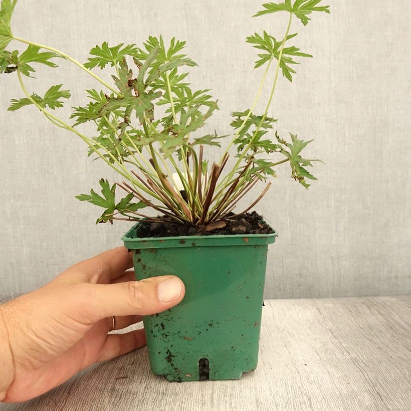 Spécimen de Géranium vivace Brookside - Géranium vivace hybride bleu  Pot de 1L/1,5L tel que livré en été