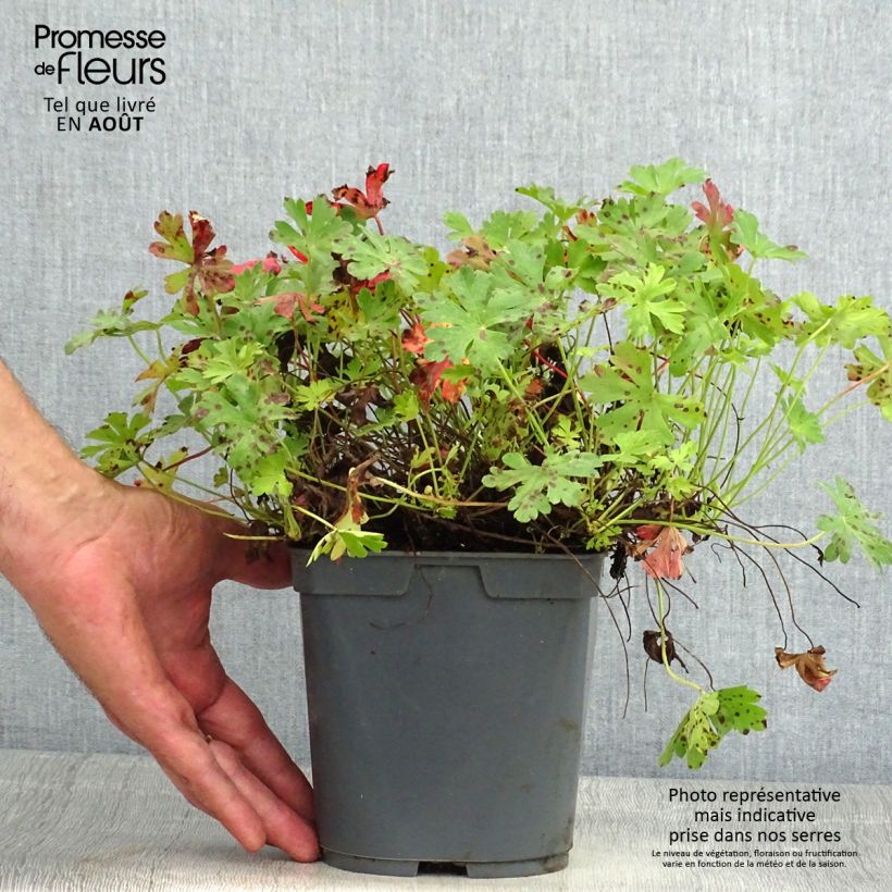 Spécimen de Géranium vivace cantabrigiense Biokovo Pot de 2L/3L tel que livré en été