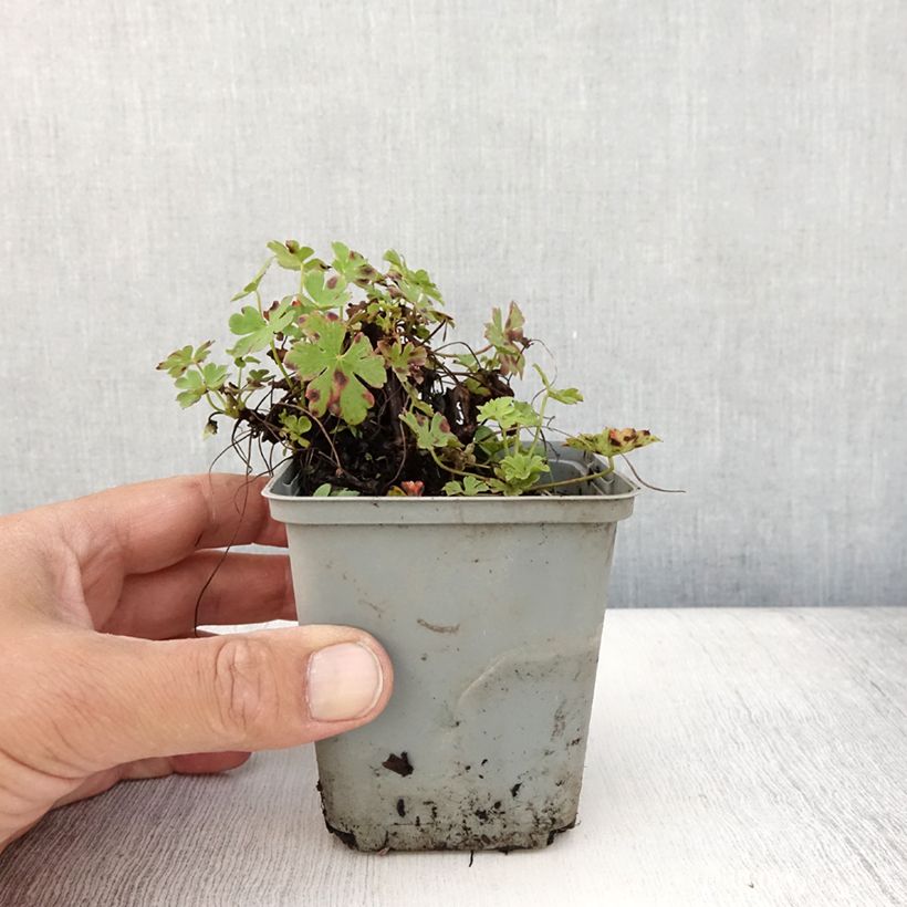 Spécimen de Géranium vivace cantabrigiense Cambridge Godet de 8/9 cm tel que livré en été