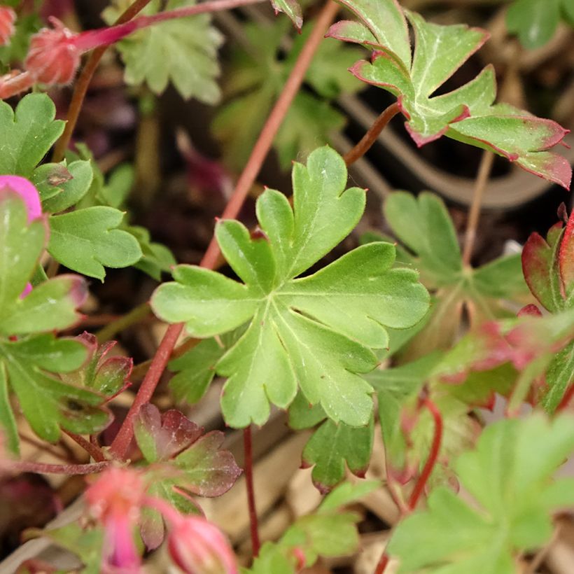 Géranium vivace cantabrigiense Crystal Rose (Feuillage)
