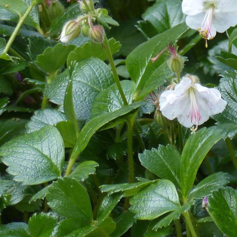 Géranium vivace cantabrigiense St Ola (Feuillage)