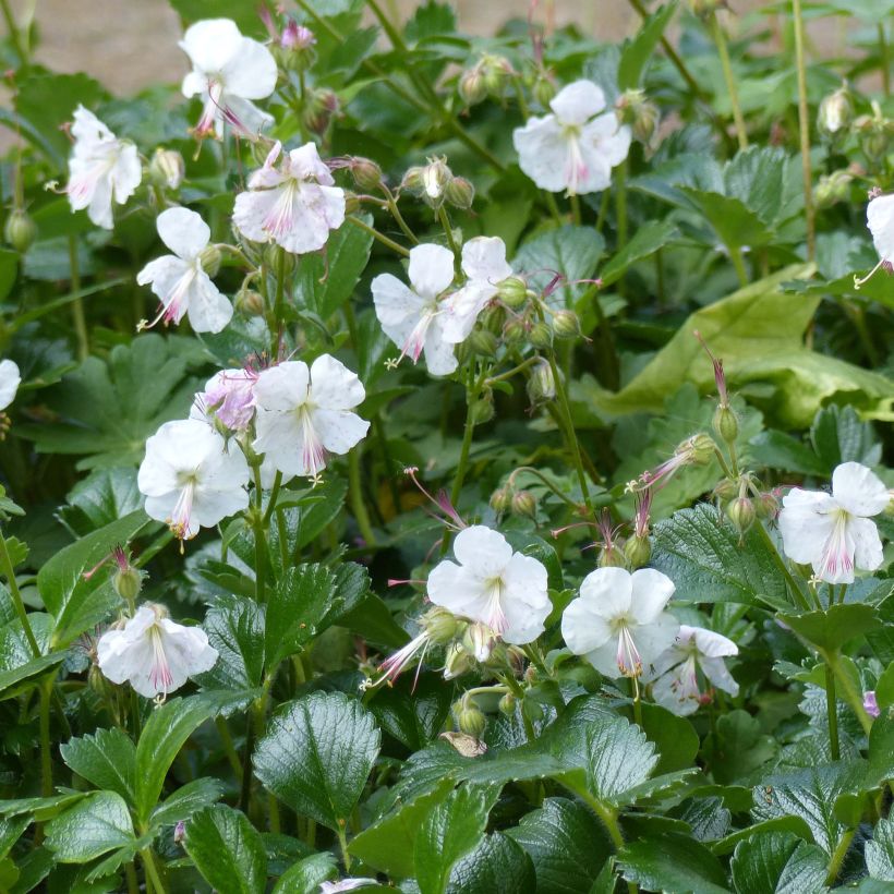 Géranium vivace cantabrigiense St Ola (Floraison)