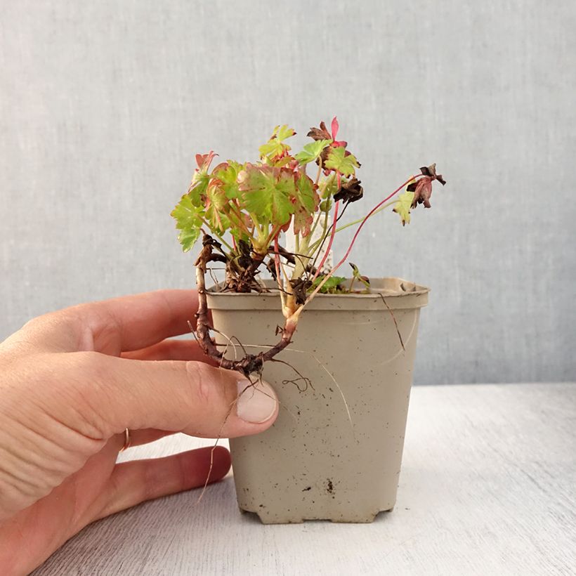 Spécimen de Géranium vivace cantabrigiense Westray Godet de 8/9 cm tel que livré en été