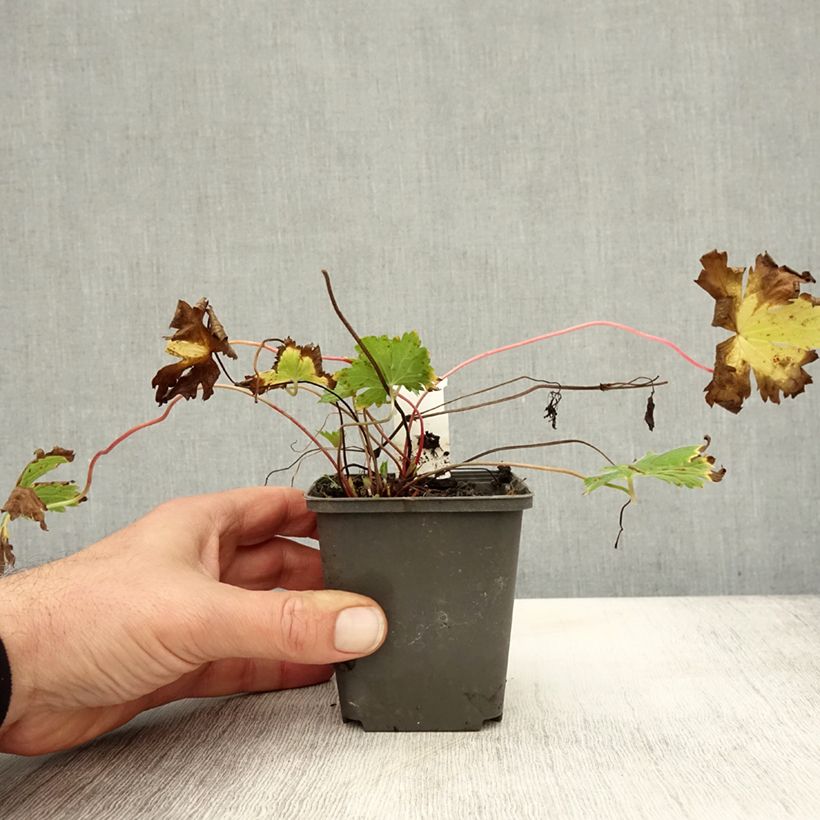 Spécimen de Geranium vivace Catherine Deneuve Godet de 8/9 cm tel que livré en automne