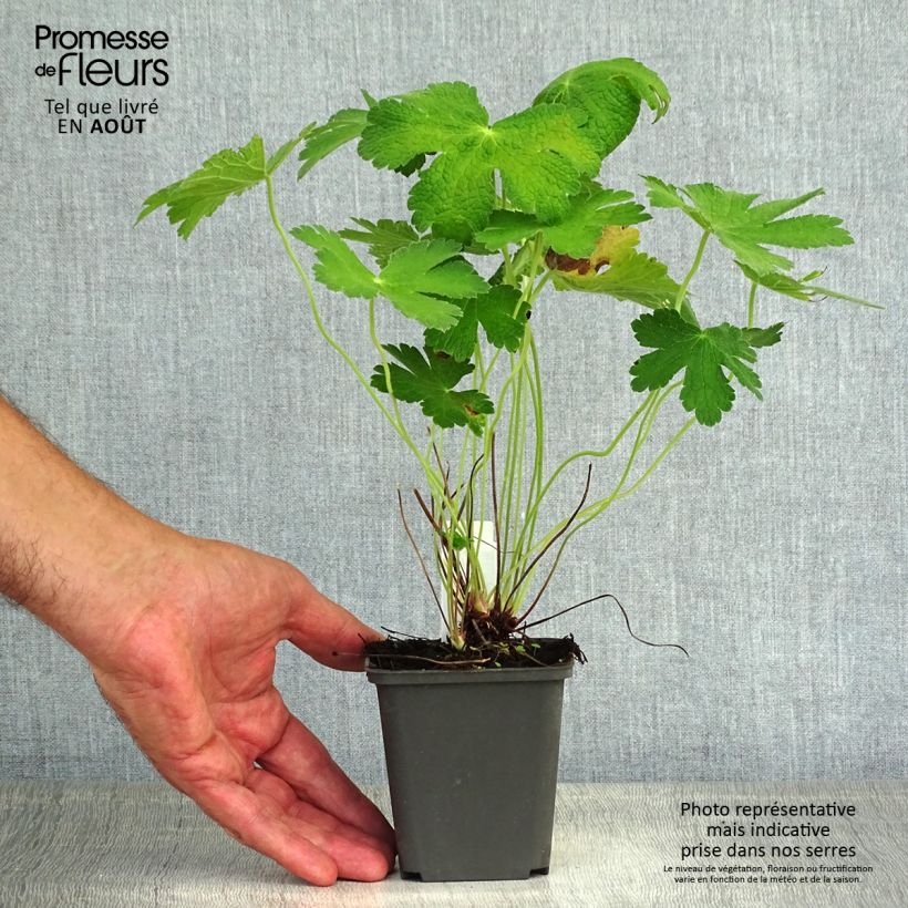 Spécimen de Geranium vivace Chantilly Godet de 8/9 cm tel que livré en été