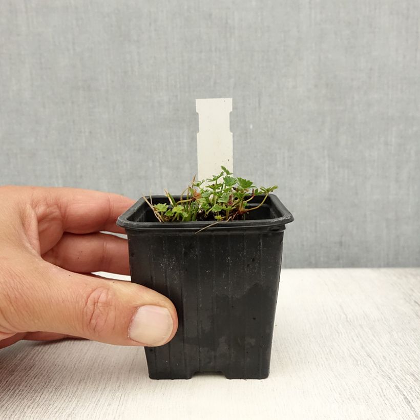 Spécimen de Geranium vivace cinereum Ballerina Godet de 8/9 cm tel que livré en été