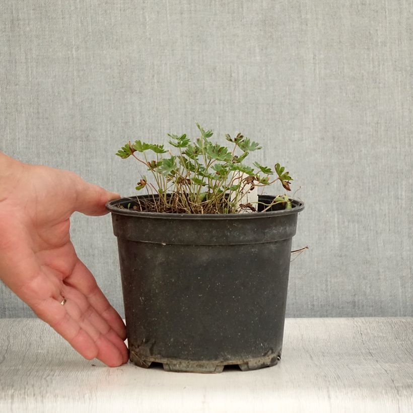 Spécimen de Géranium vivace cinereum Jolly Jewel Night Pot de 2L/3L tel que livré en été