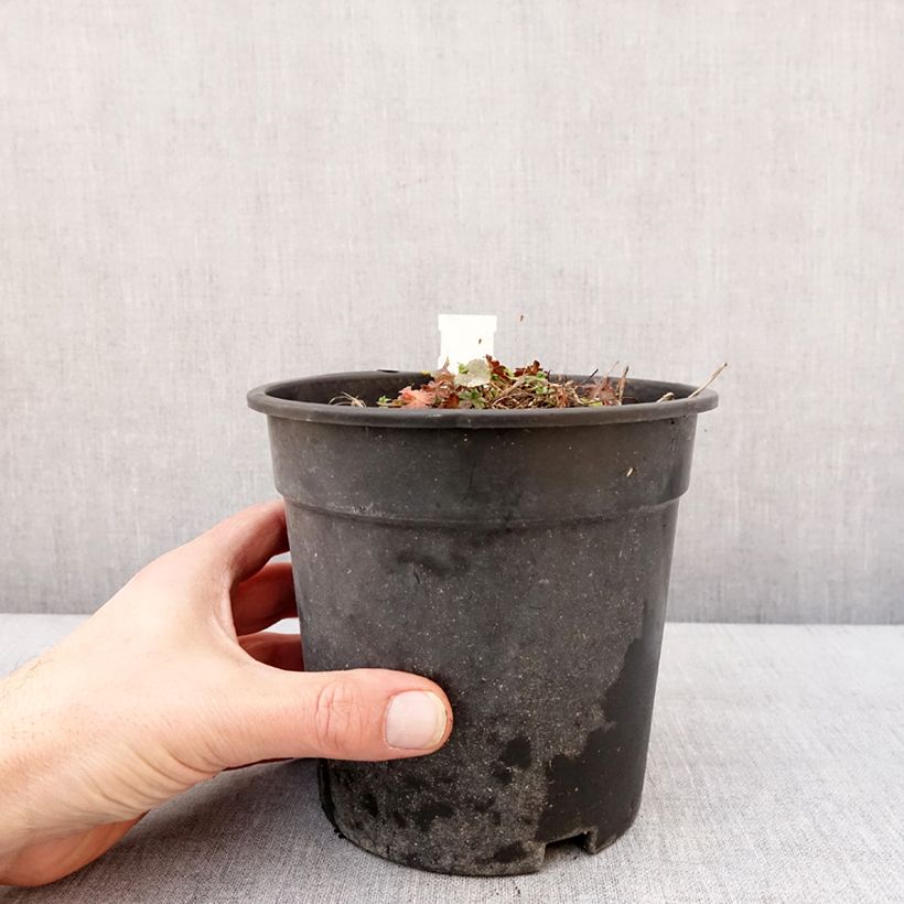 Spécimen de Géranium vivace cinereum Jolly Jewel Night - Pot de 2L/3L tel que livré en hiver