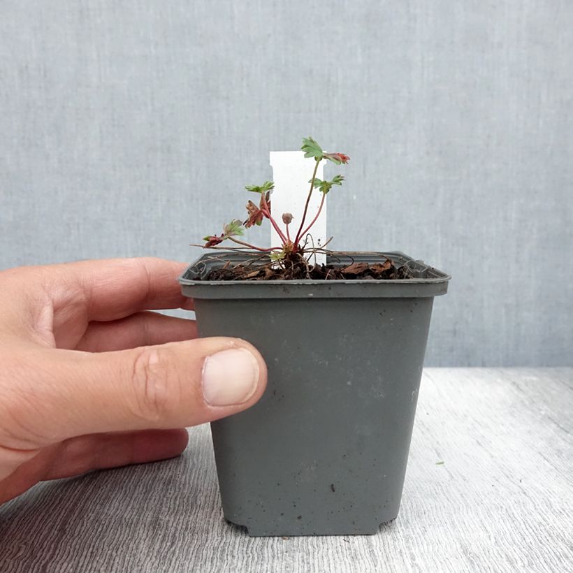 Spécimen de Geranium vivace cinereum Jolly Jewel Pink Godet de 8/9 cm tel que livré en été