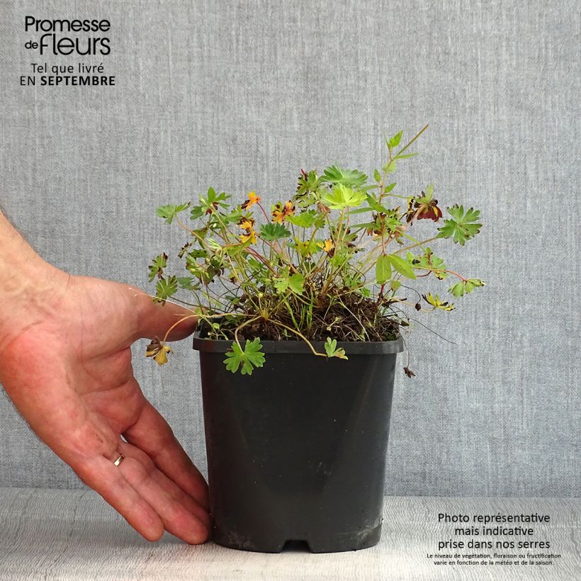Spécimen de Géranium vivace cinereum Laurence Flatman Pot de 1,5L/2L tel que livré en été