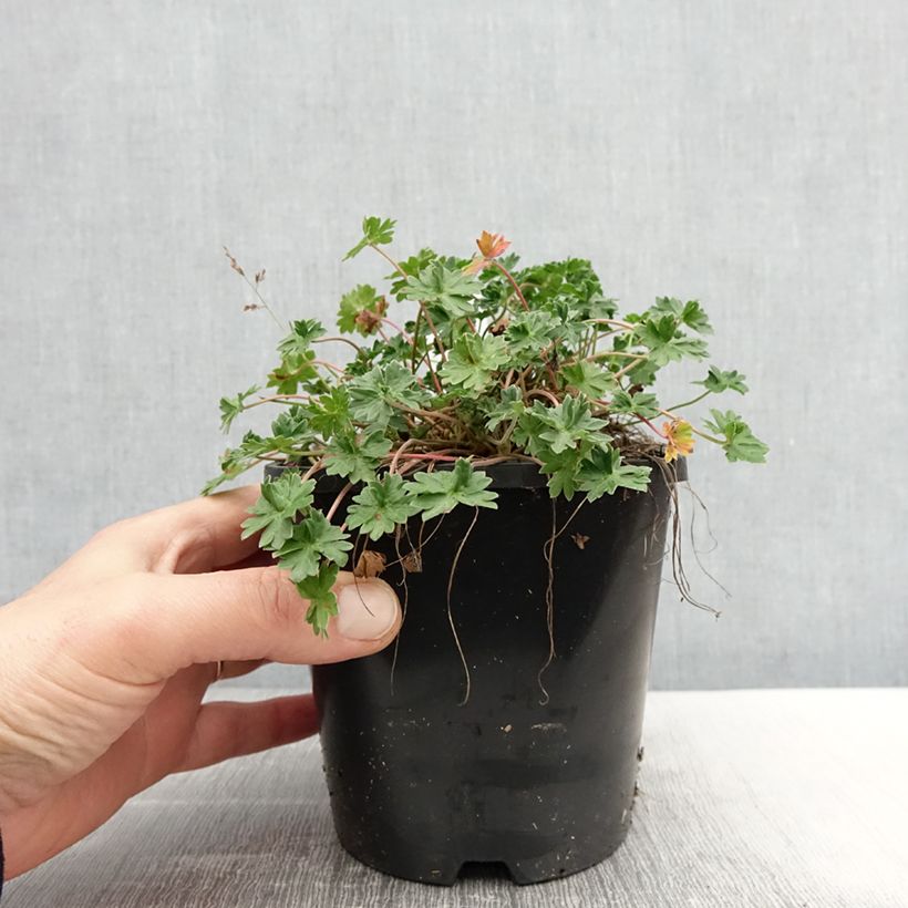 Spécimen de Géranium vivace cinereum Laurence Flatman - Pot de 1.5L/2L tel que livré au printemps