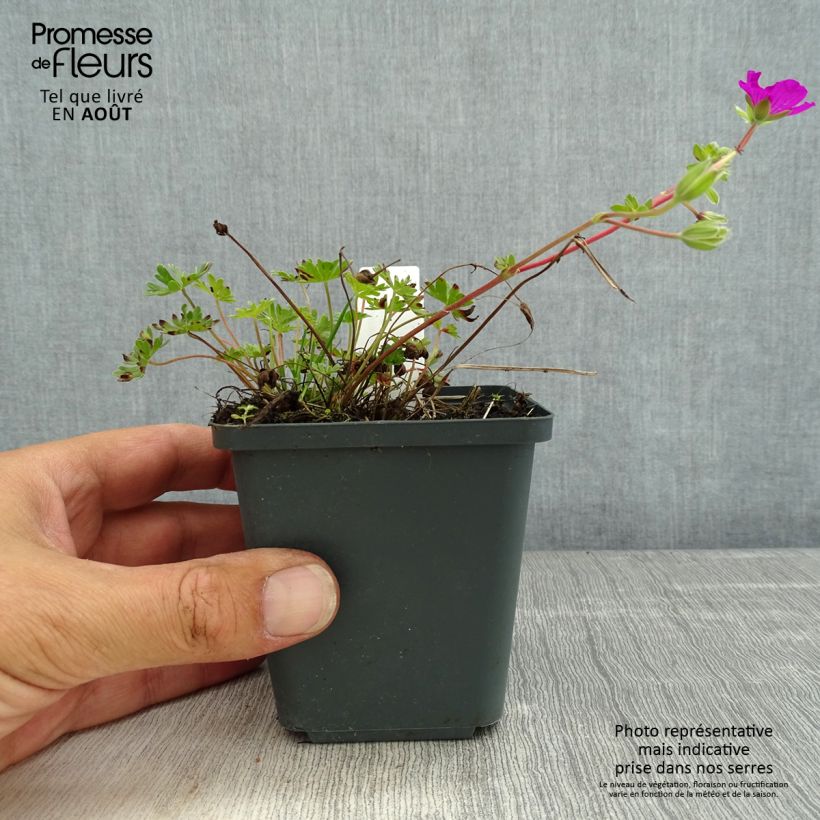 Spécimen de Géranium vivace cinereum v. subcaulescens  Godet de 8/9 cm tel que livré en été