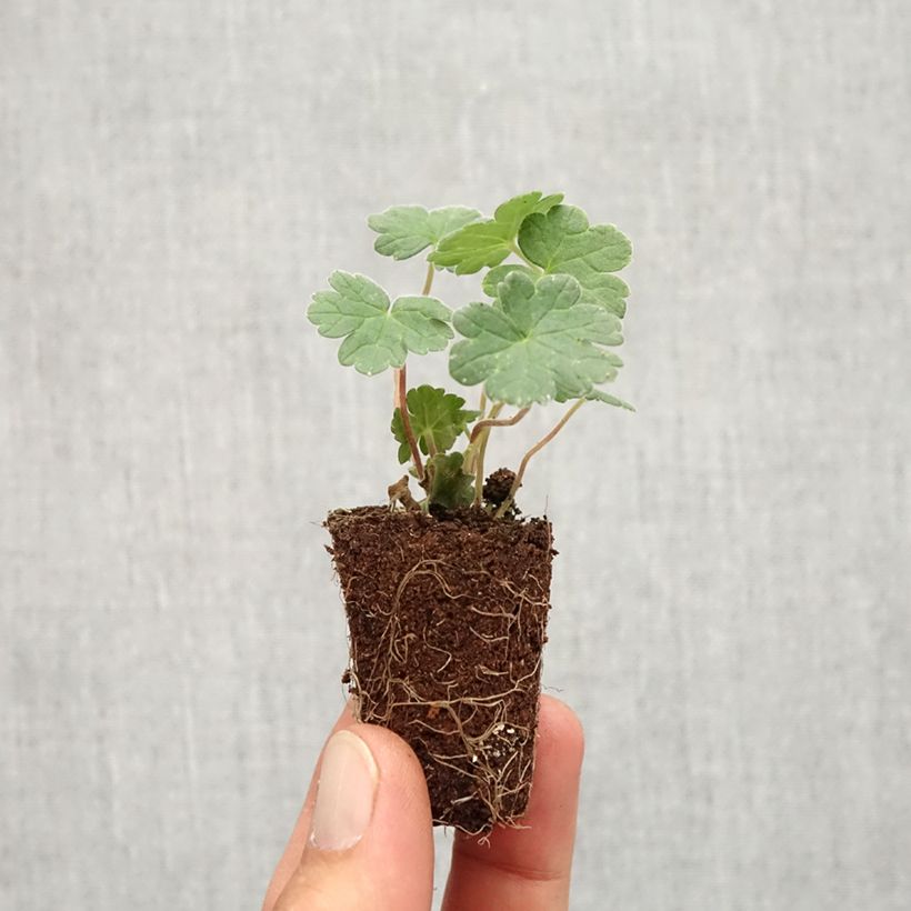 Spécimen de Geranium vivace Coombland White - Mini-motte Ø 3/4 cm tel que livré en automne