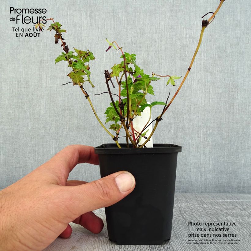 Spécimen de Geranium vivace Daily Purple Godet de 8/9 cm tel que livré en été