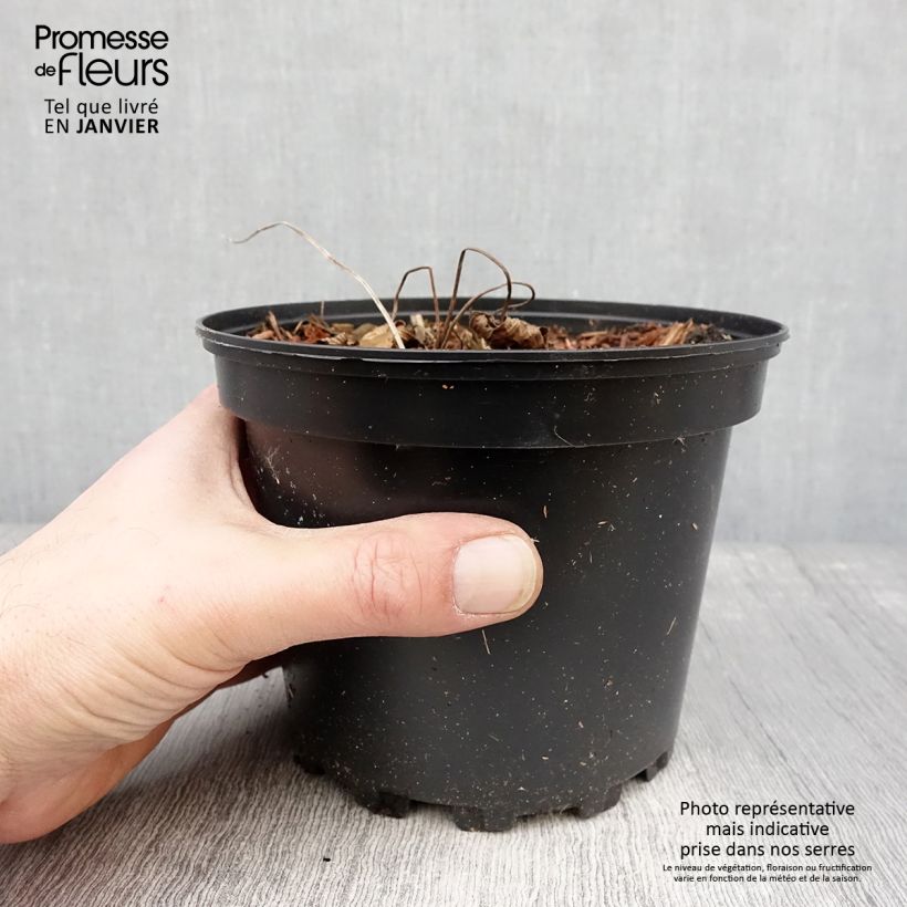 Spécimen de Géranium vivace Dragon Heart Pot de 2L/3L tel que livré en hiver